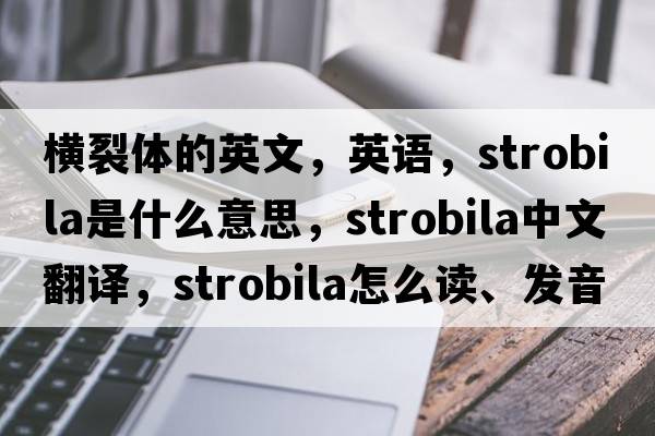 橫裂體的英文，英語，strobila是什么意思，strobila中文翻譯，strobila怎么讀、發(fā)音、用法及例句