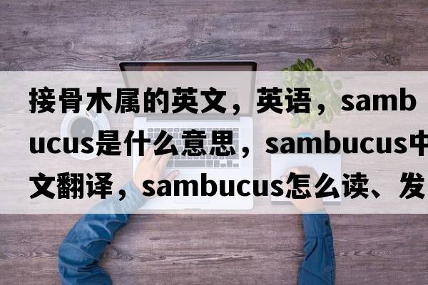 接骨木屬的英文，英語，sambucus是什么意思，sambucus中文翻譯，sambucus怎么讀、發(fā)音、用法及例句