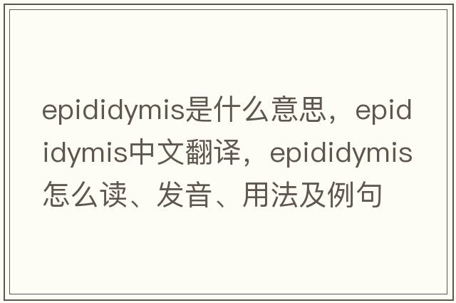 epididymis是什么意思，epididymis中文翻譯，epididymis怎么讀、發(fā)音、用法及例句