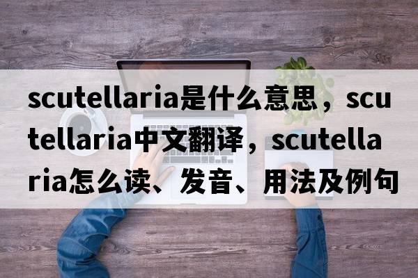scutellaria是什么意思，scutellaria中文翻譯，scutellaria怎么讀、發(fā)音、用法及例句