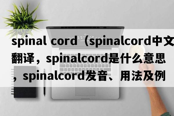 spinal cord（spinalcord中文翻譯，spinalcord是什么意思，spinalcord發(fā)音、用法及例句）