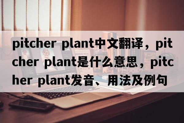 pitcher plant中文翻譯，pitcher plant是什么意思，pitcher plant發(fā)音、用法及例句