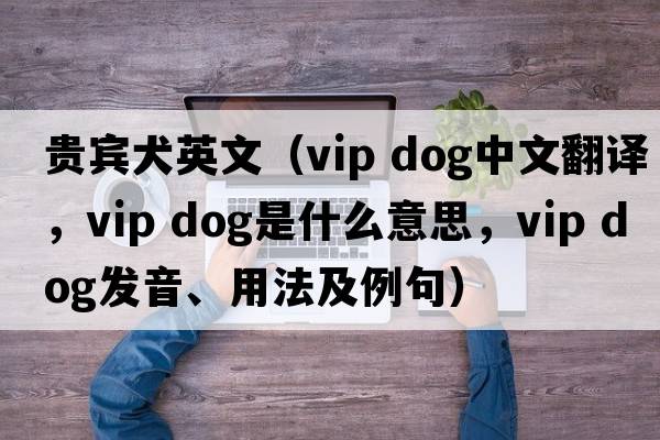 貴賓犬英文（vip dog中文翻譯，vip dog是什么意思，vip dog發(fā)音、用法及例句）